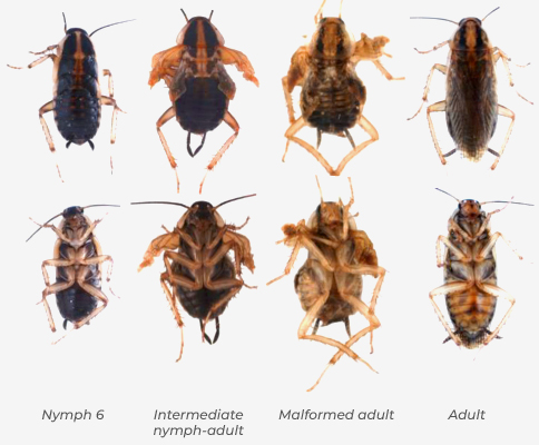 Identified a regulatory mechanism conserved throughout insect evolution.