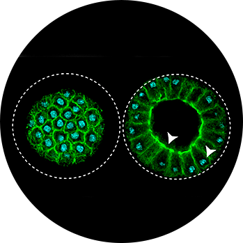 A crucial mechanism for multicellularity is highly conserved in closest unicellular relative of animals.