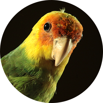 Carolina parakeet extinction was driven by human causes, DNA sequencing reveals.